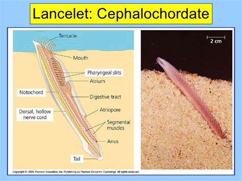 Tunicates and not cephalochordates ar